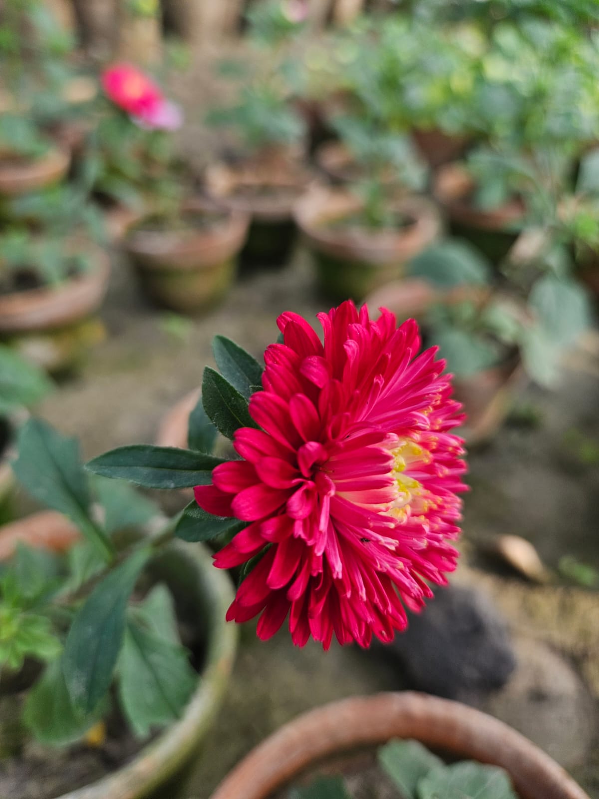Red-Pink Aster